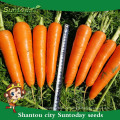 Suntoday híbrido vegetal surtido científico de nombres para plantar plantones de hortalizas orgánicas comprar venta de semillas de zanahoria en línea (51003)
